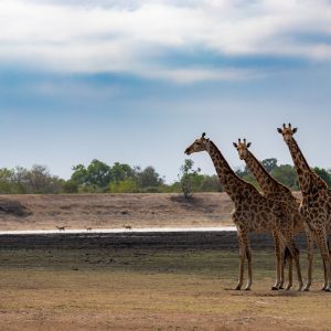 Safari Park di Pombia