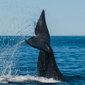 Avvistamento delfini e balene
